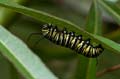 287 Schmetterlings-Raupen